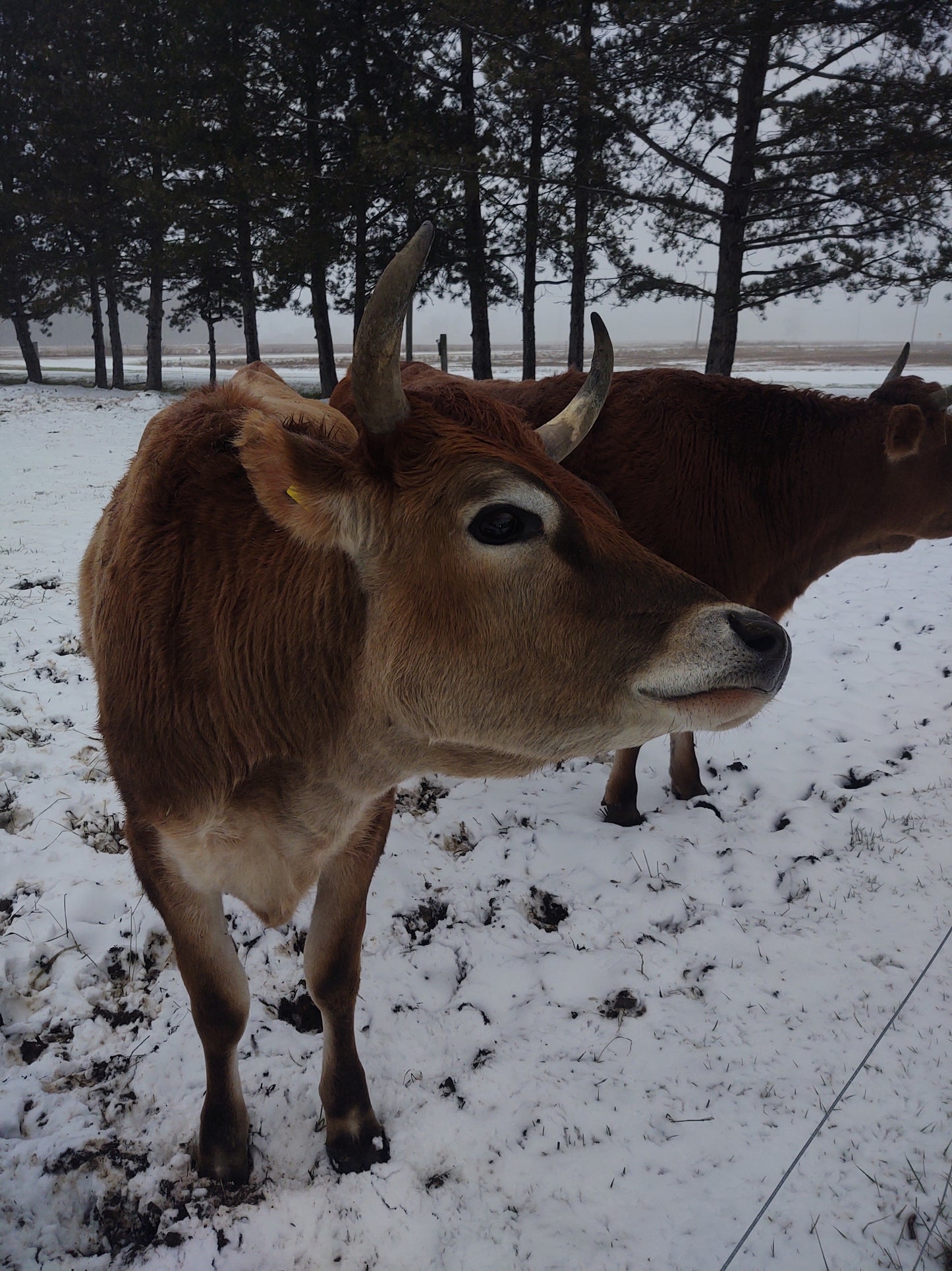 Freezer Beef