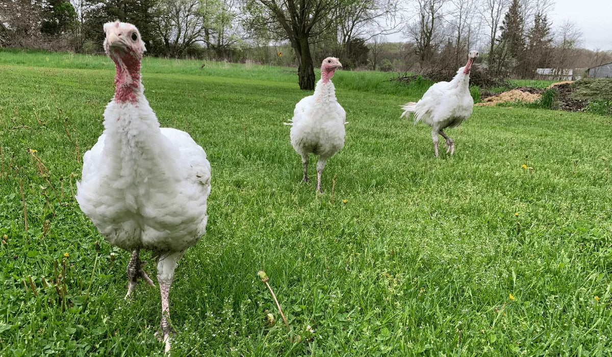 Fresh Turkey