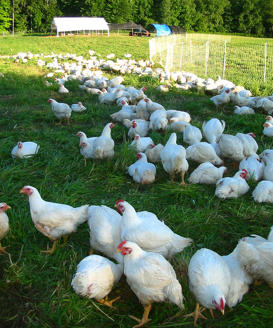 Fresh Chicken