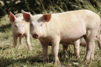 Fresh Pork