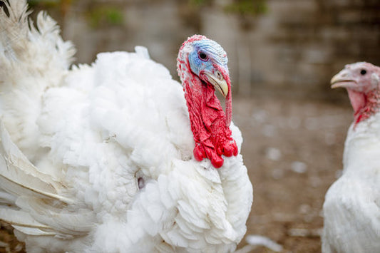 Fresh Turkey